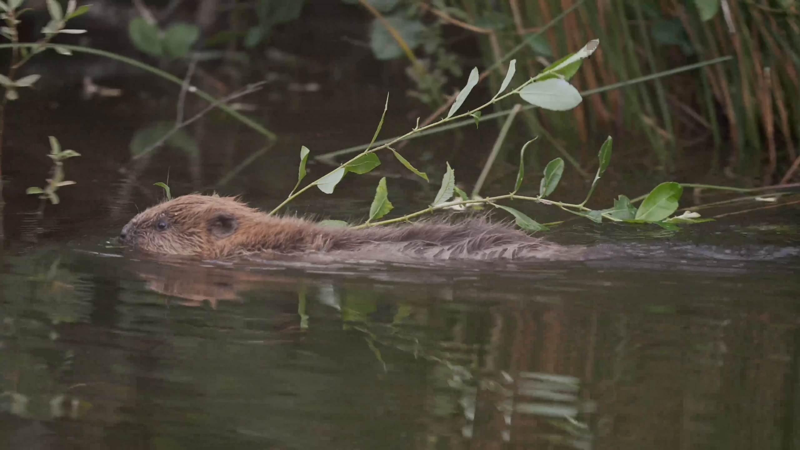 A beaver carrying a leafy branch through the water