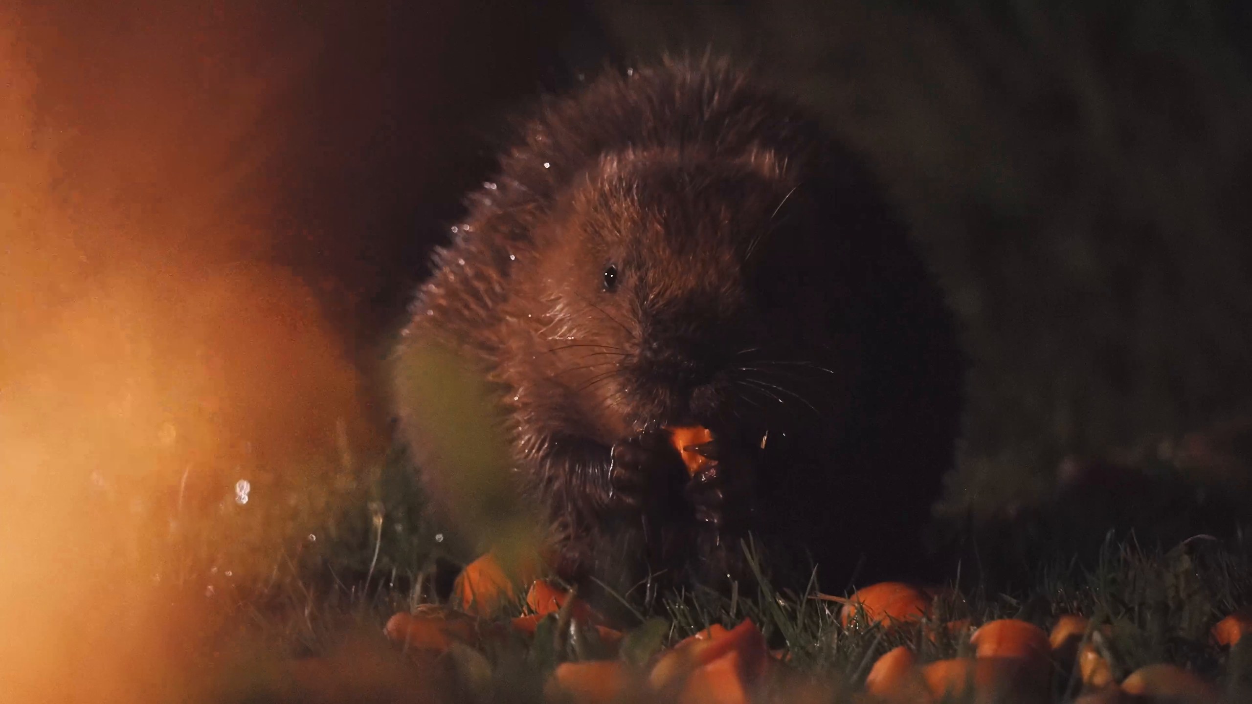 A beaver feeding after dark by firelight