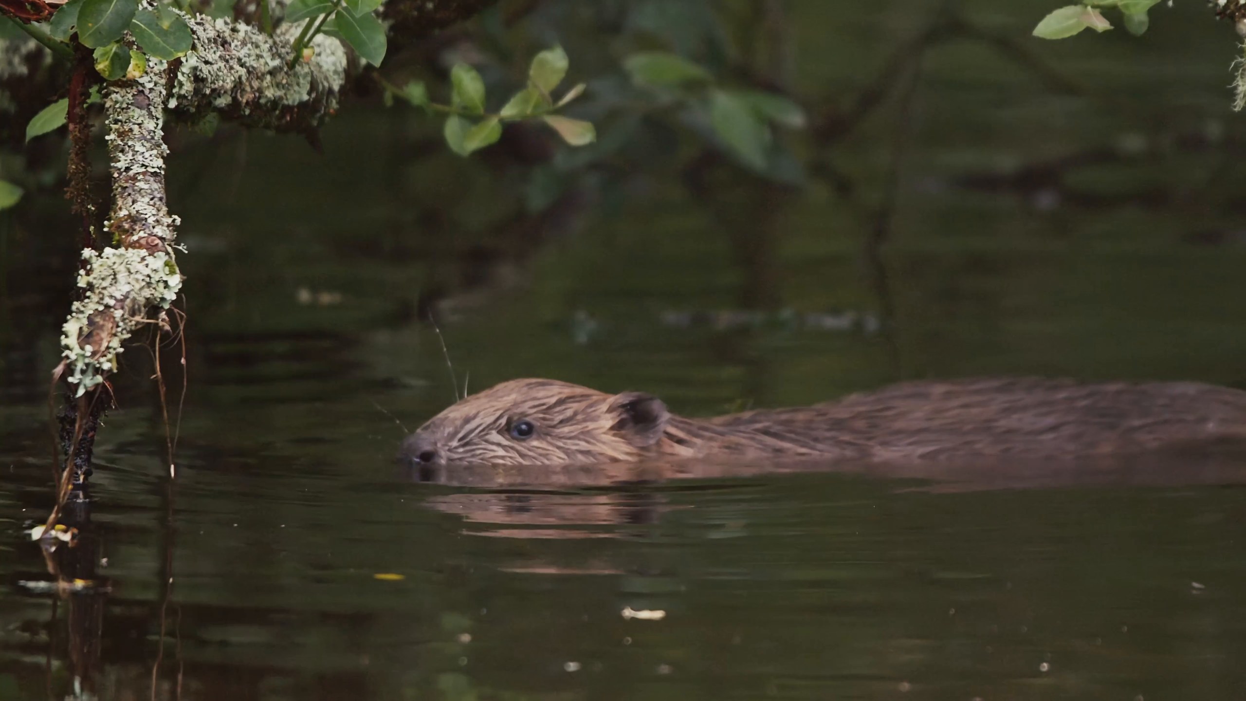 A beaver swimming in Artists Valley