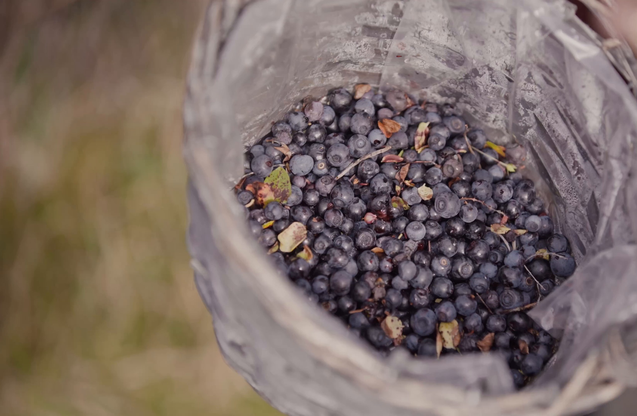 Bilberries from the hill