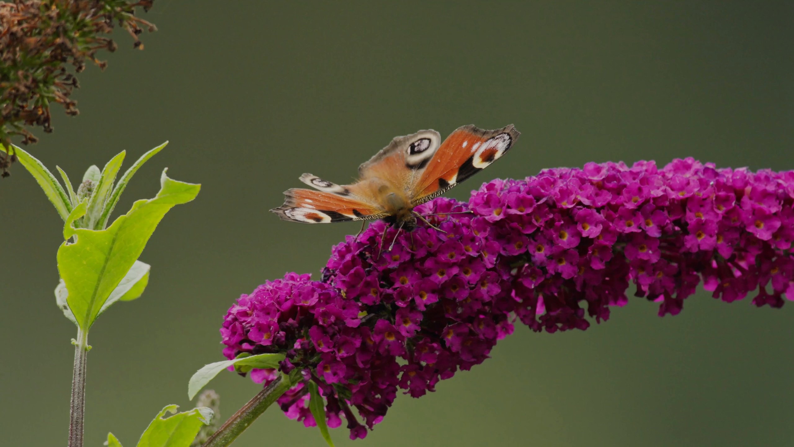 Peacock on the buddleia