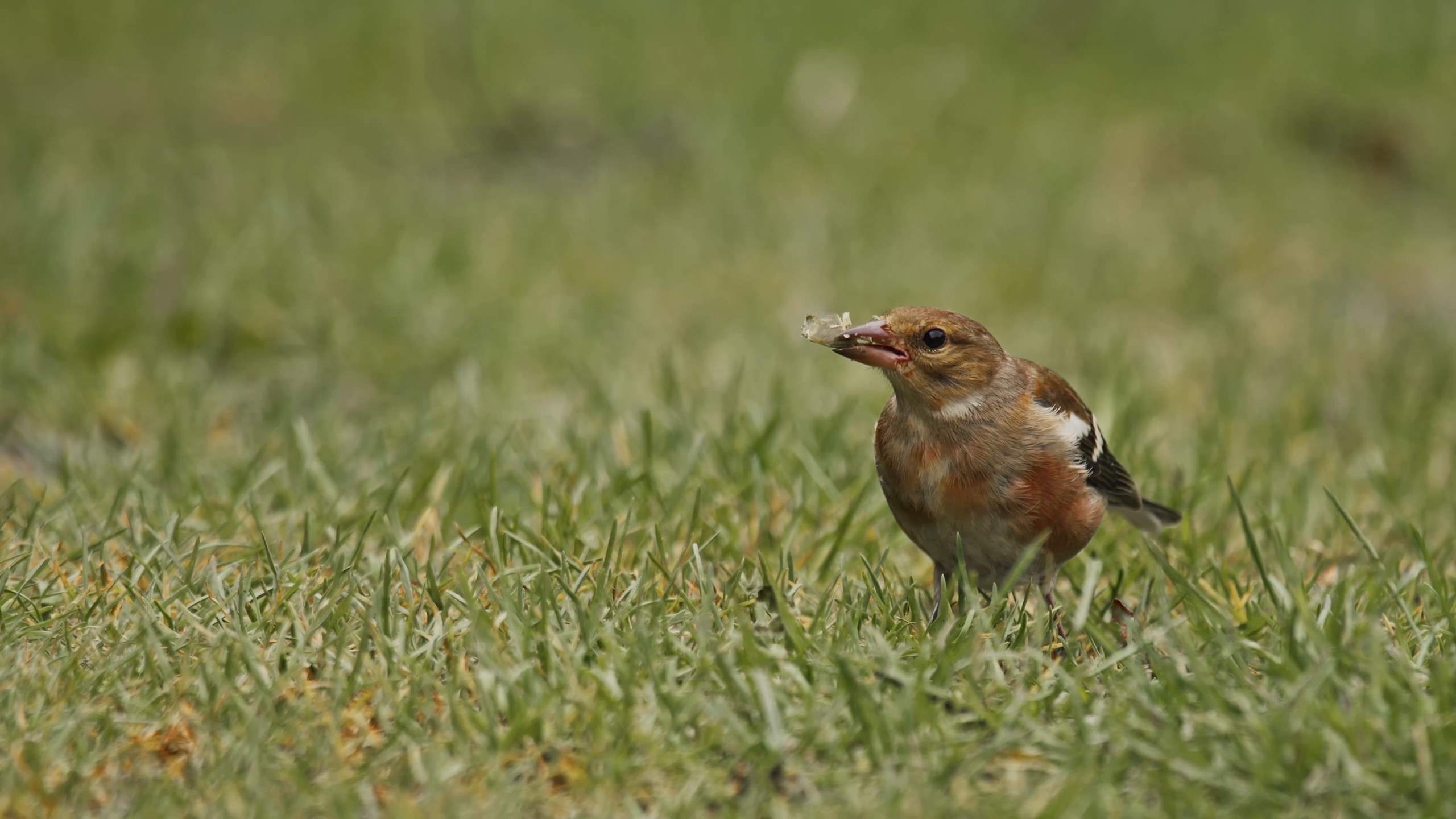 Chaffinch on the lawn