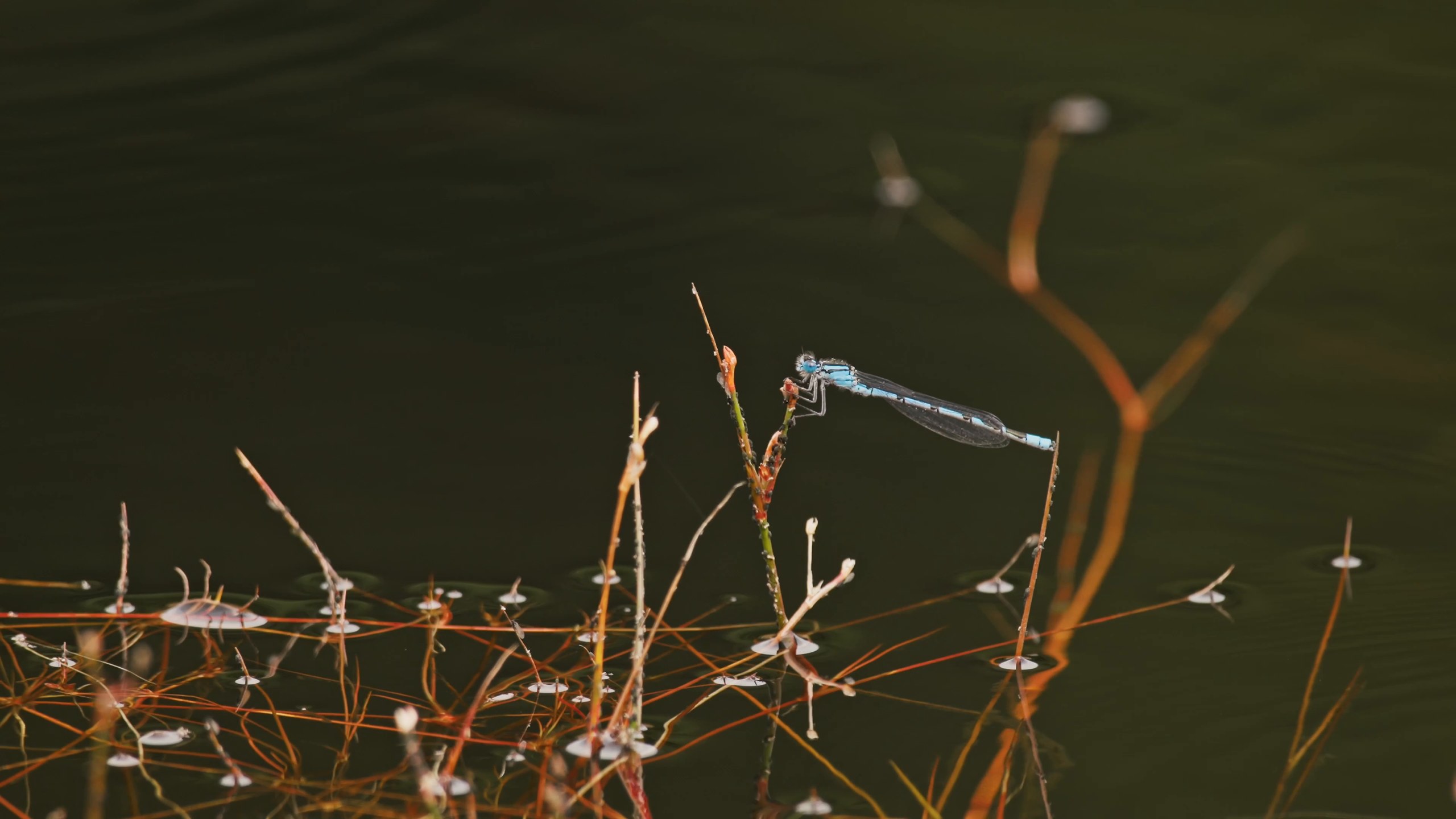 Damselfly on the water