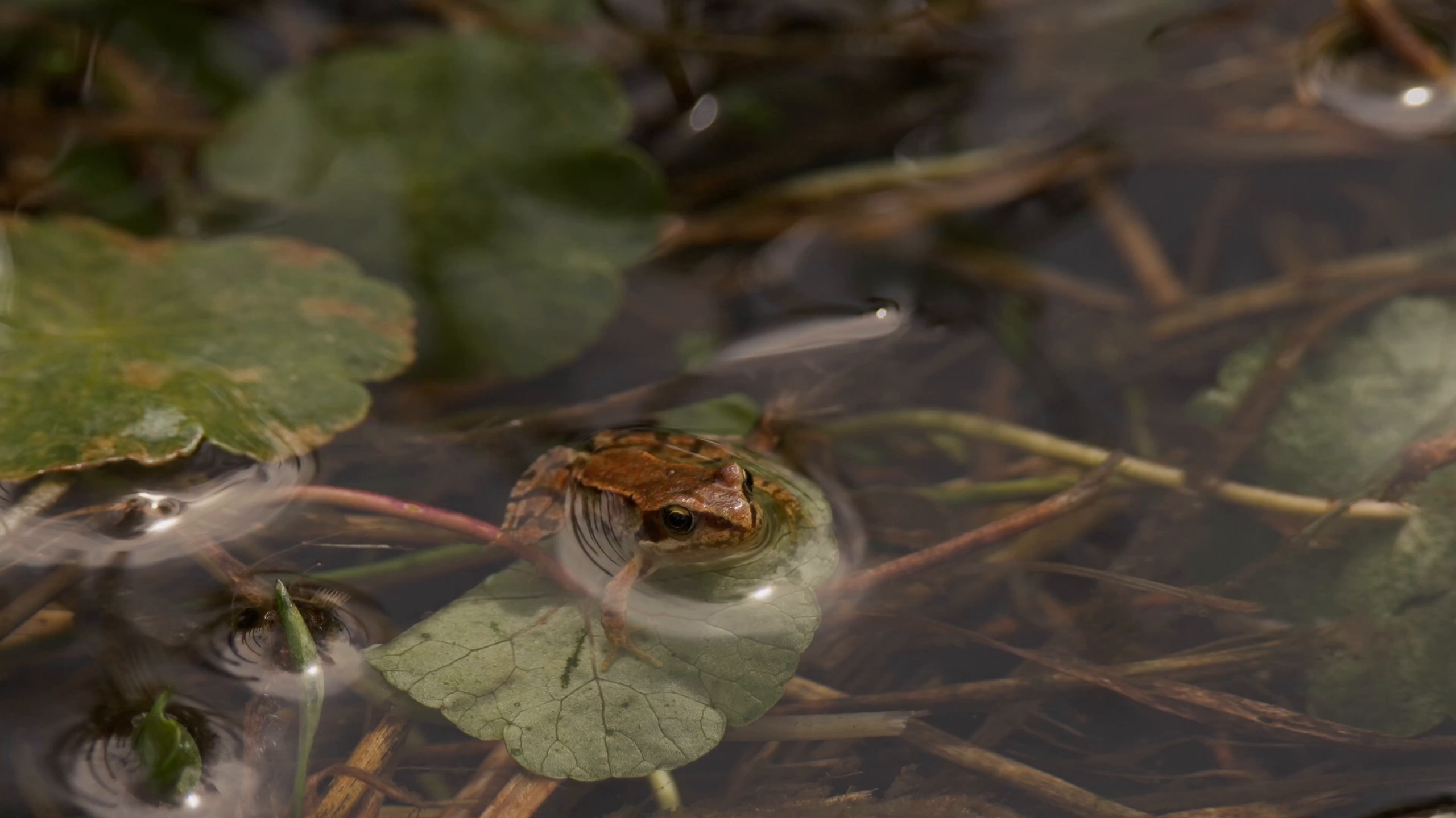 Frog on the pond