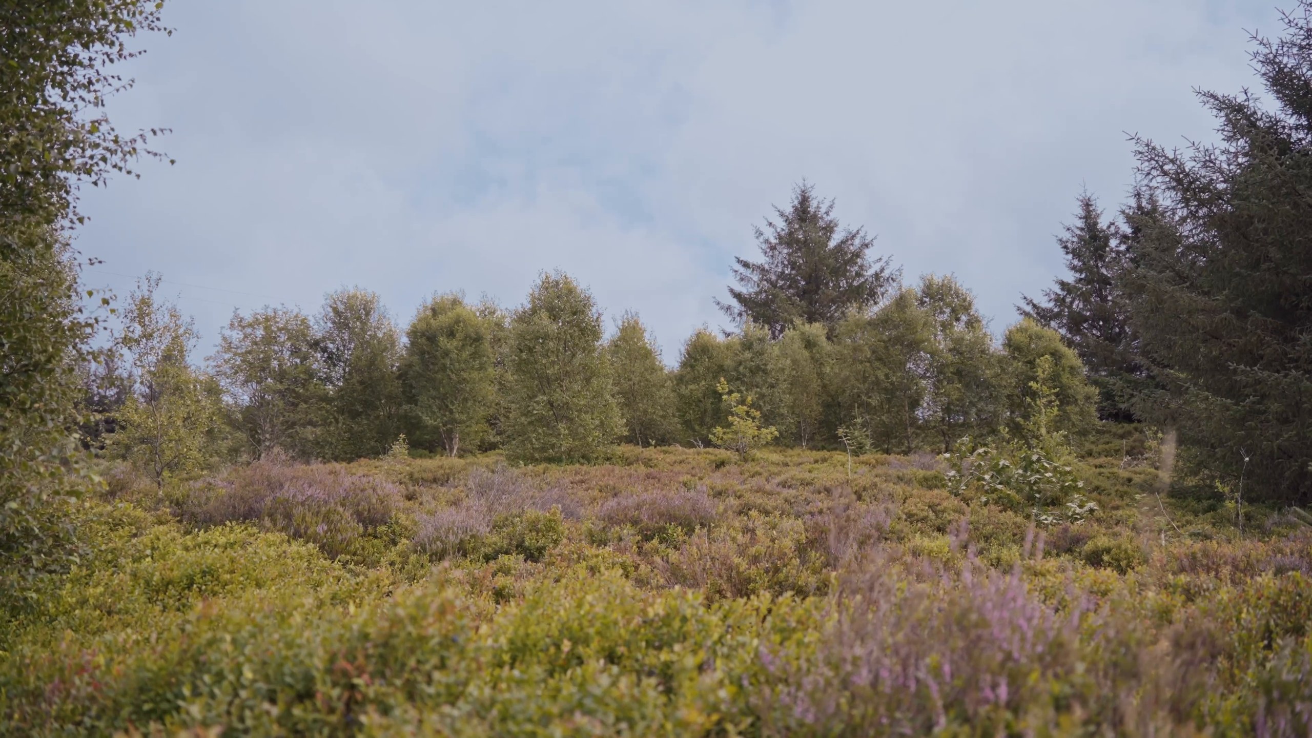 Heather on the moor