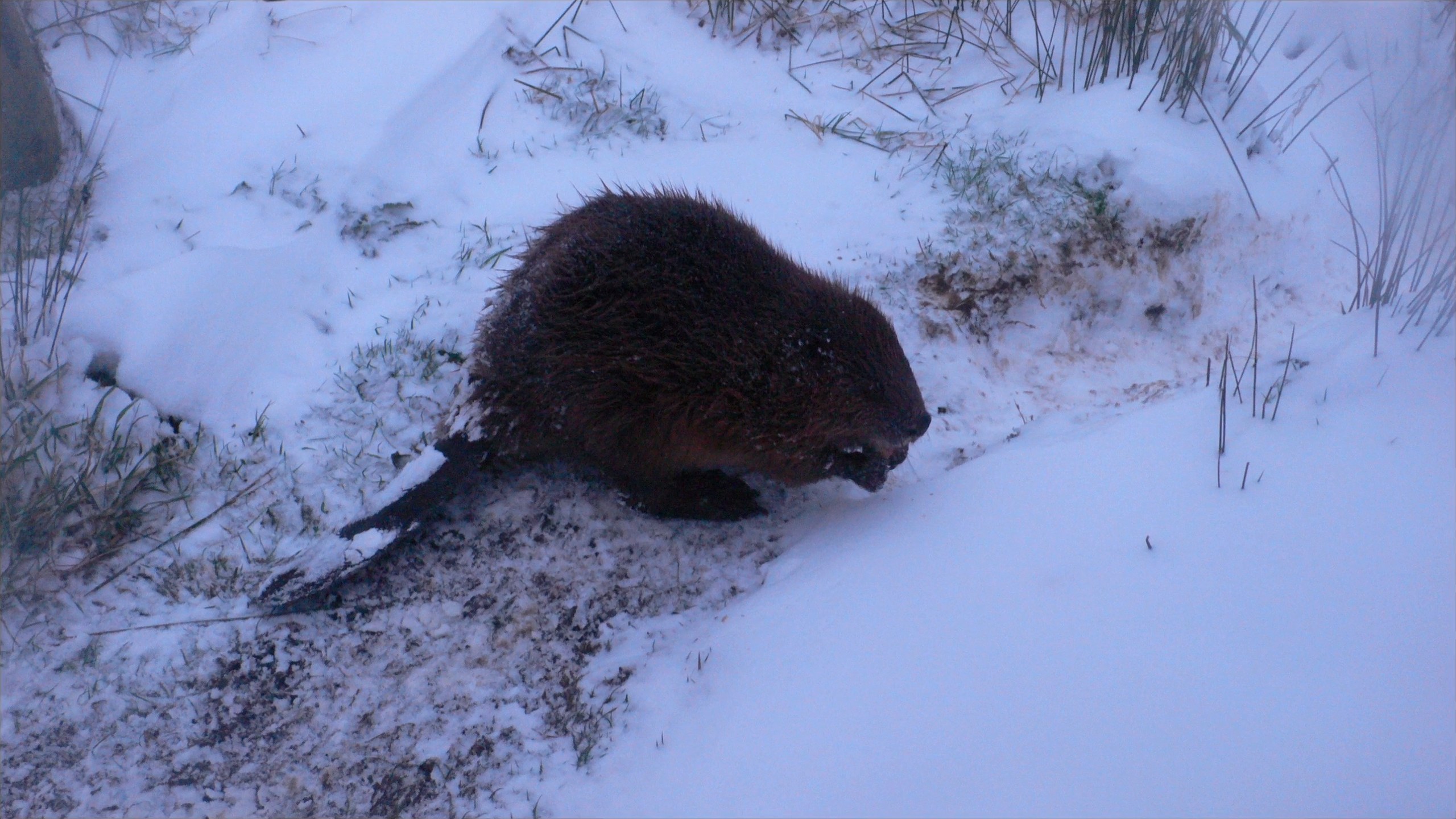 Beaver in the snow
