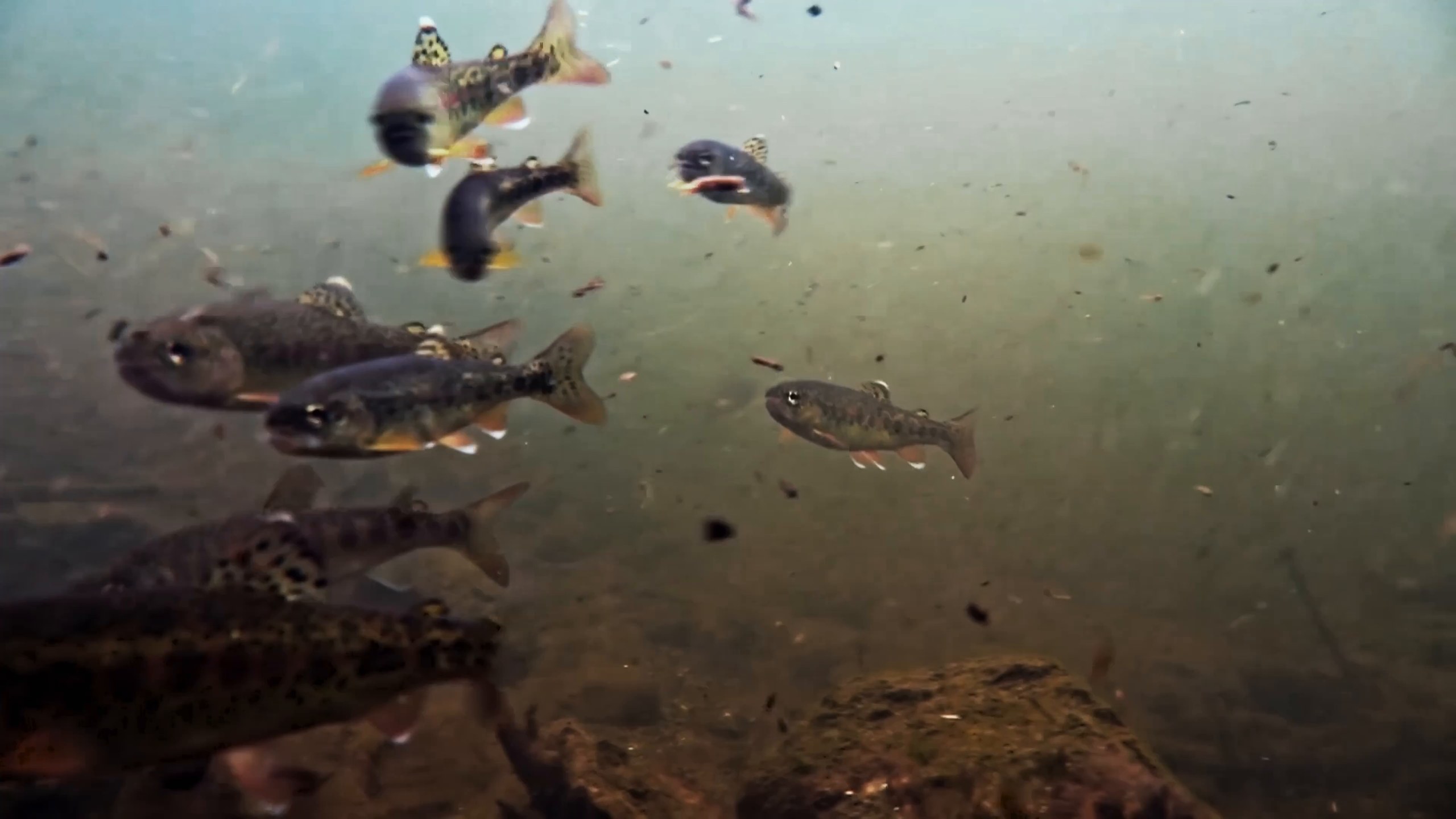 Wild trout in the pond