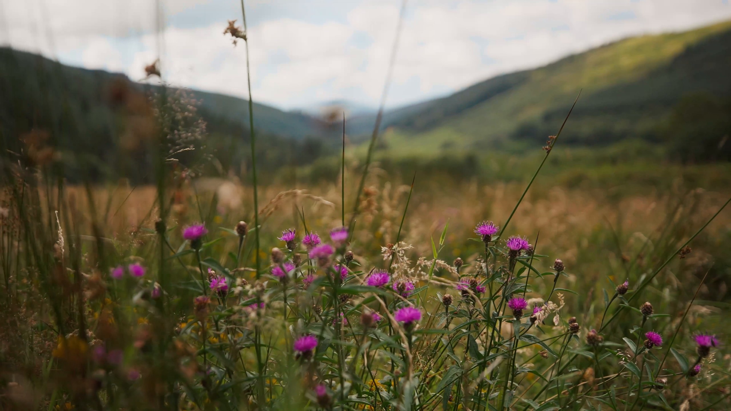 The green Welsh valley in summer