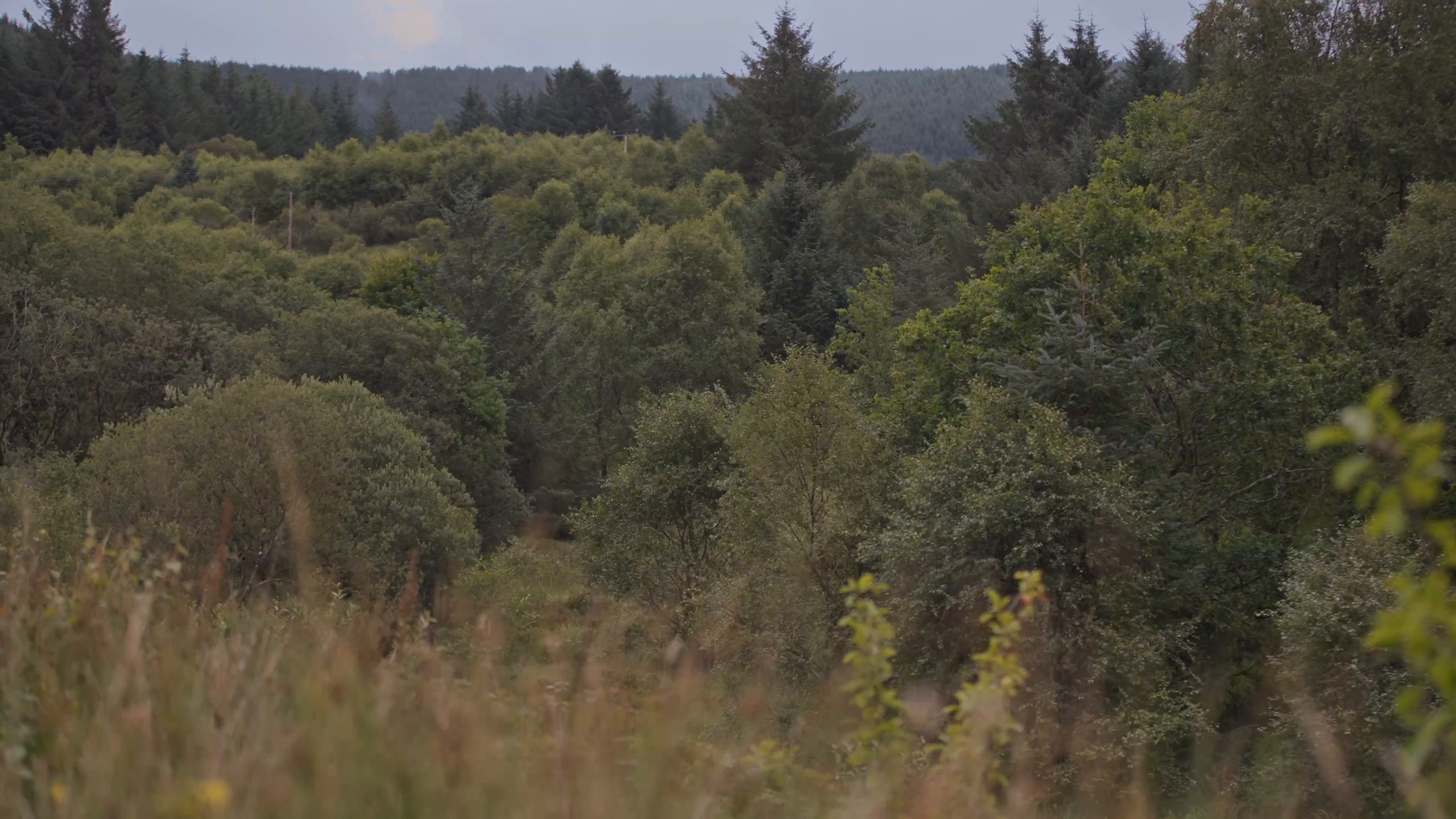 The valley woods